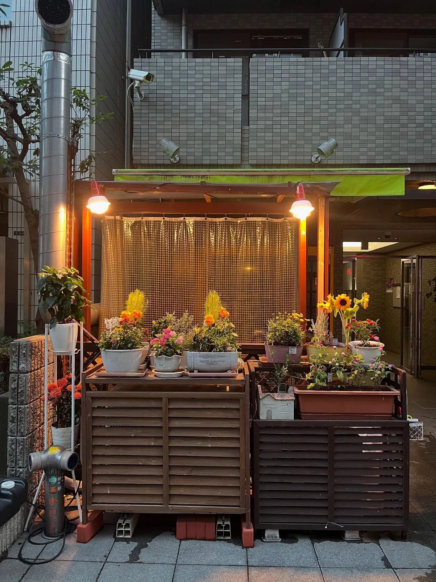 お店の前のお花たちが色鮮やかに復活いたしました🌸🌺🌼🌻。